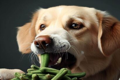 Thumbnail for Can Dog Eat Okra?
